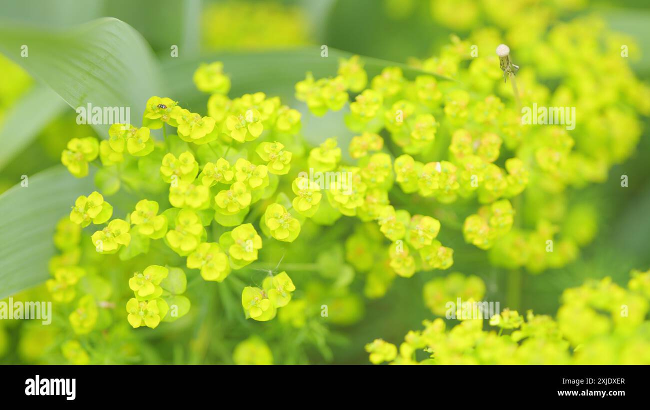 Nahaufnahme. Cypress-Spurge oder euphorbia cyparissias. Saftige giftige Pflanze, bekannt als Blattspurge. Stockfoto