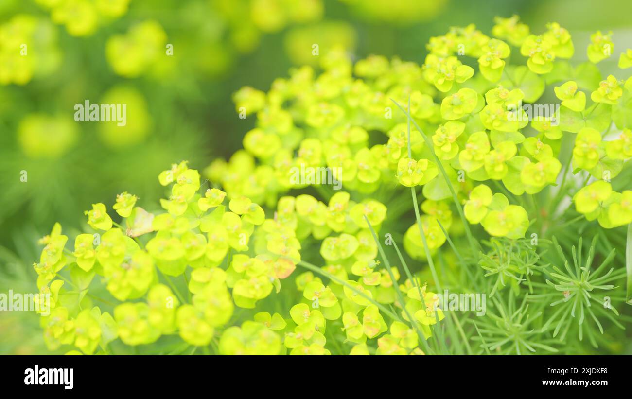 Nahaufnahme. Frischer euphorbia-Esel mit lindgrünen Blüten. Gelbe Ylissum-Blüte an einem sonnigen Sommertag. Stockfoto