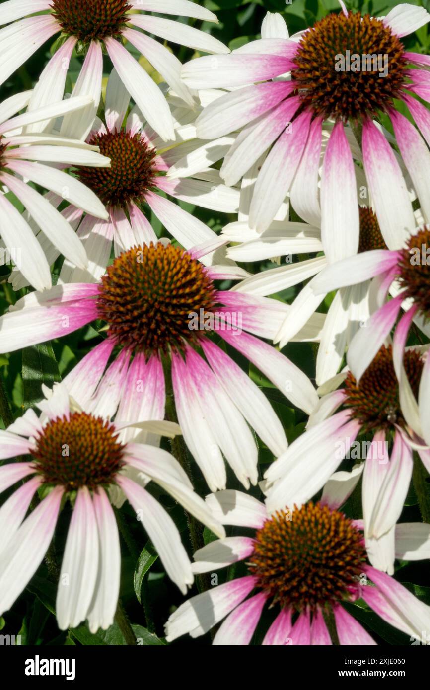 Echinacea purpurea „hübsche Sonnenschirme“ weiß-rosa Rochen Halo, attraktiv, Echinaceas Coneflower-Kegel Stockfoto