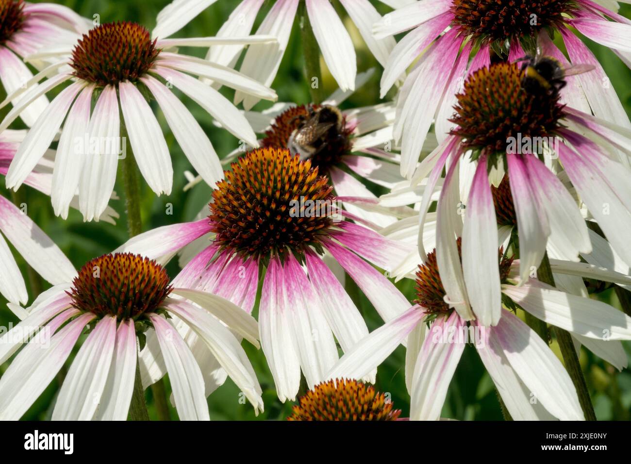 Echinacea 'Pretty Parasols' weiß-rosa Rochen Halo, attraktiv, Echinaceas Coneflower Stockfoto