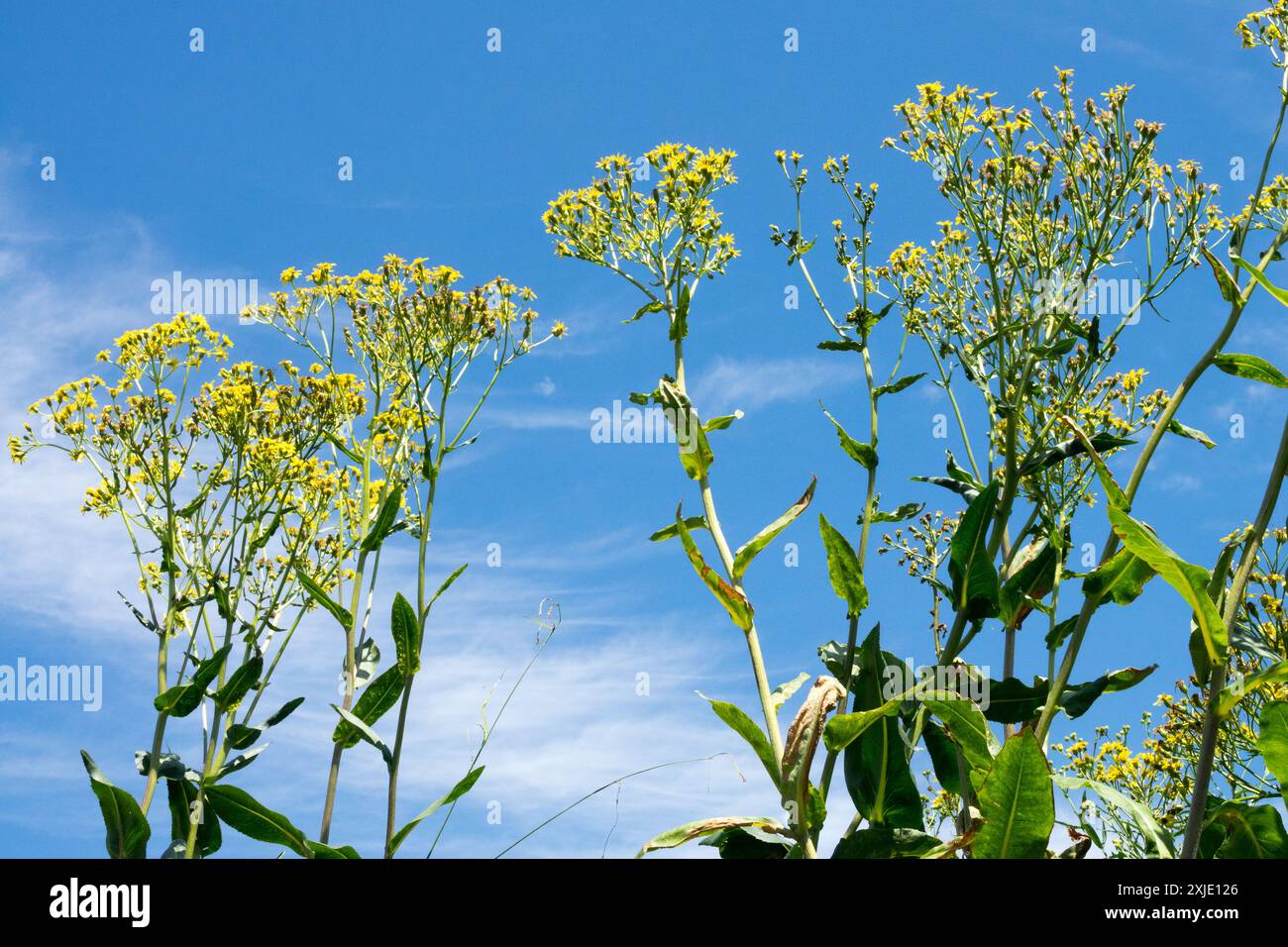 Senecio umbrosus Tall Flowers blüht Mitte Sommer Juli Stockfoto