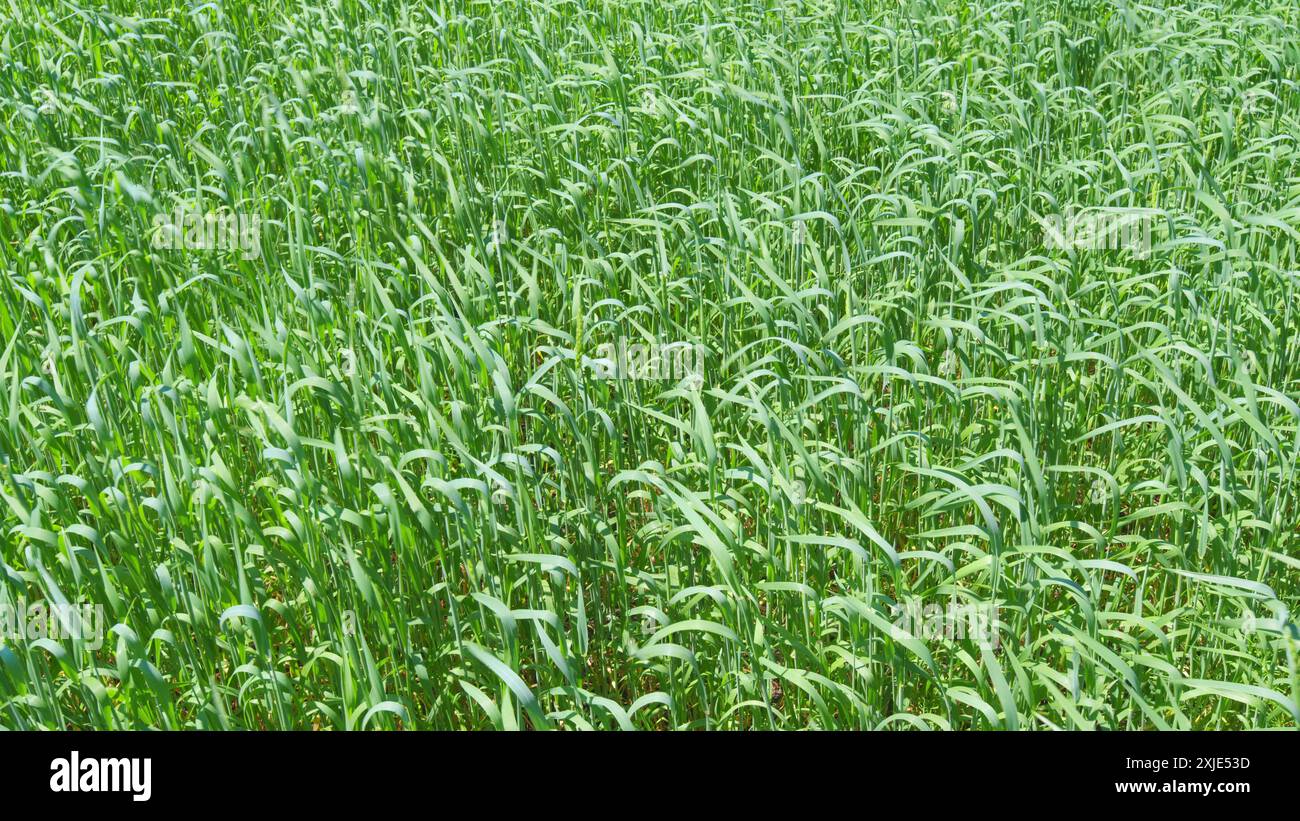 Weitsicht. Langes Gras, das an einem warmen Sommertag im Wind weht. Natürlicher Sommer Hintergrund. Stockfoto