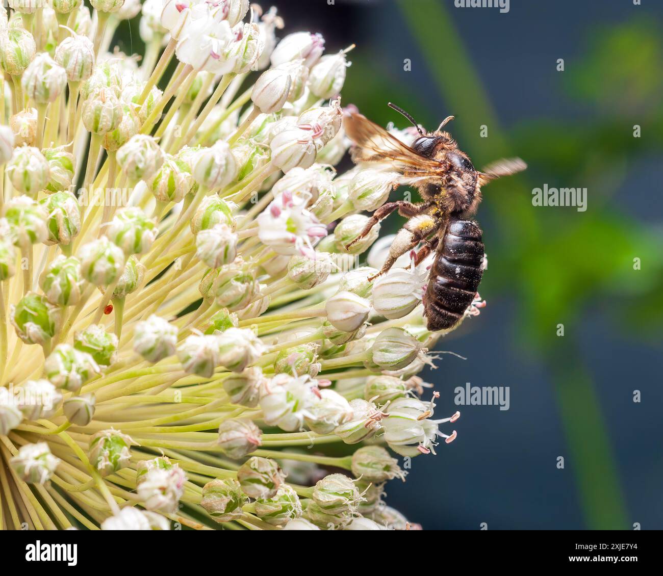 Nahaufnahme der Biene Dieunomia heteropoda auf weißen Blüten und grünen Knospen, weichem Fokus und Bokeh. Stockfoto