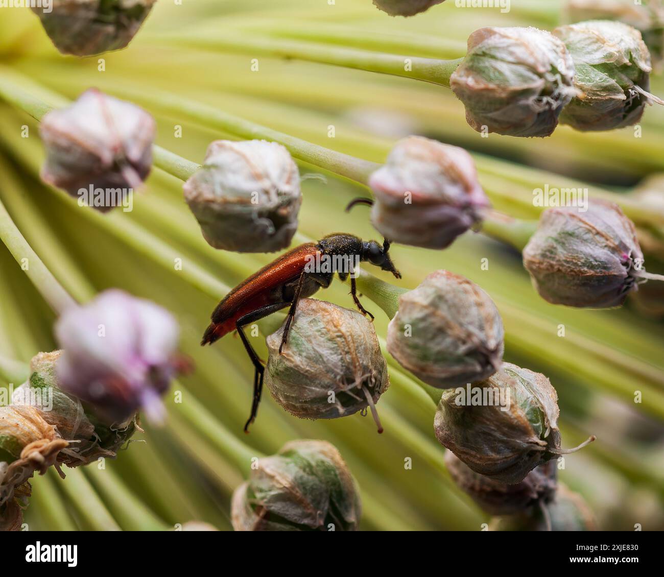 Stenurella bifasciata Käfer auf grünen Blütenknospen mit weichem Fokus und Bokeh Hintergrund. Stockfoto