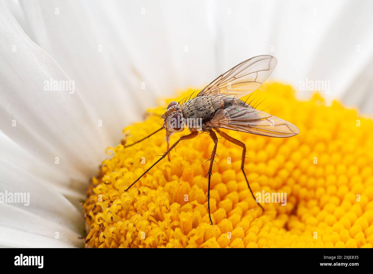 Prosena siberita fliegen auf einer gelben Blume mit weißen Blüten in weichem Fokus und Bokeh-Hintergrund. Stockfoto