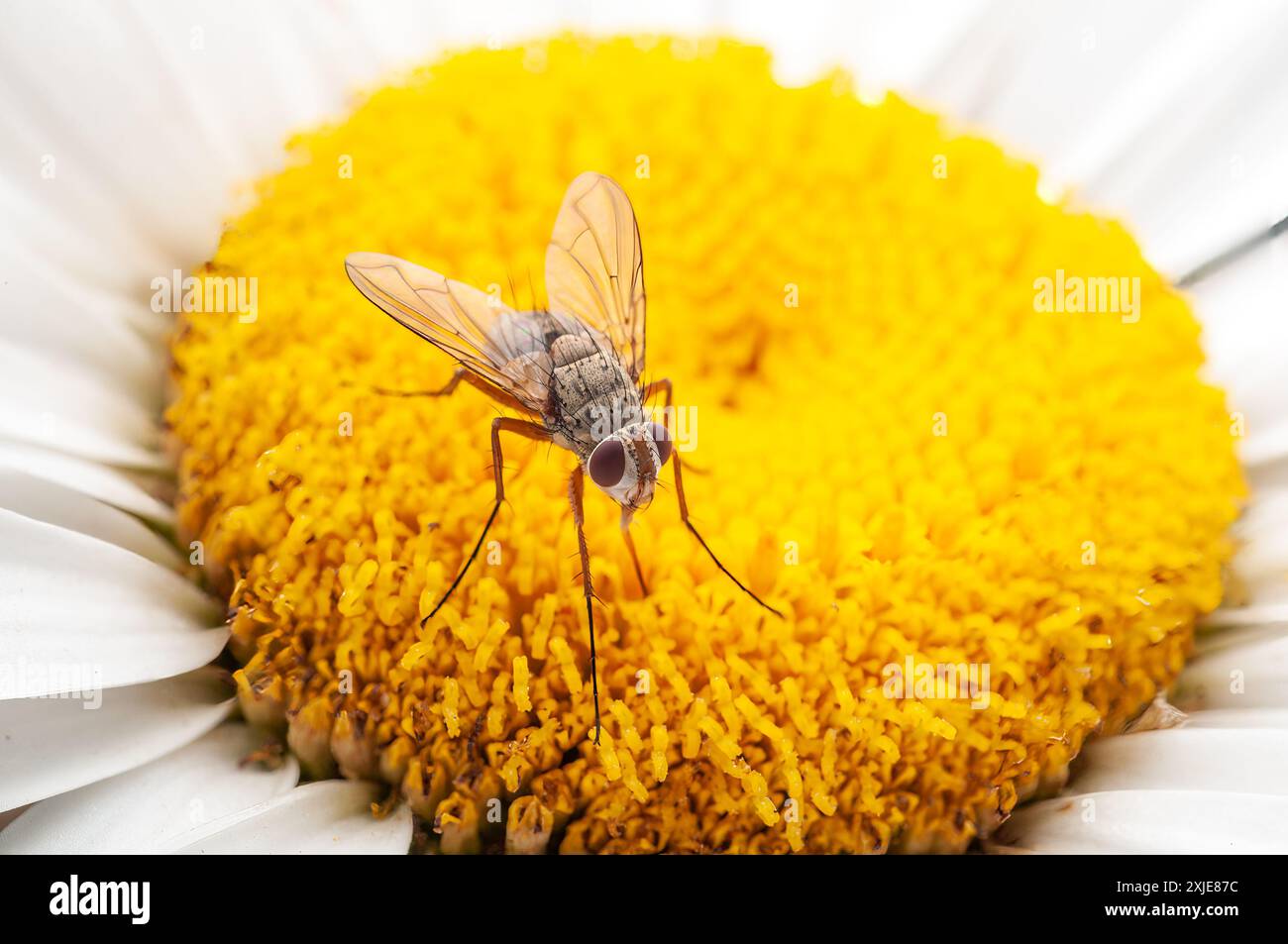 Nahaufnahme von Prosena siberita fliegen auf einer gelben Gänseblümchenmitte, weiße Blütenblätter im weichen Fokus. Stockfoto