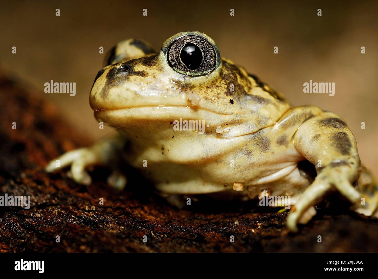 Spadefoot Kröte (Pelobates cultripes) in der Nähe von Valdemanco, Madrid, Spanien Stockfoto