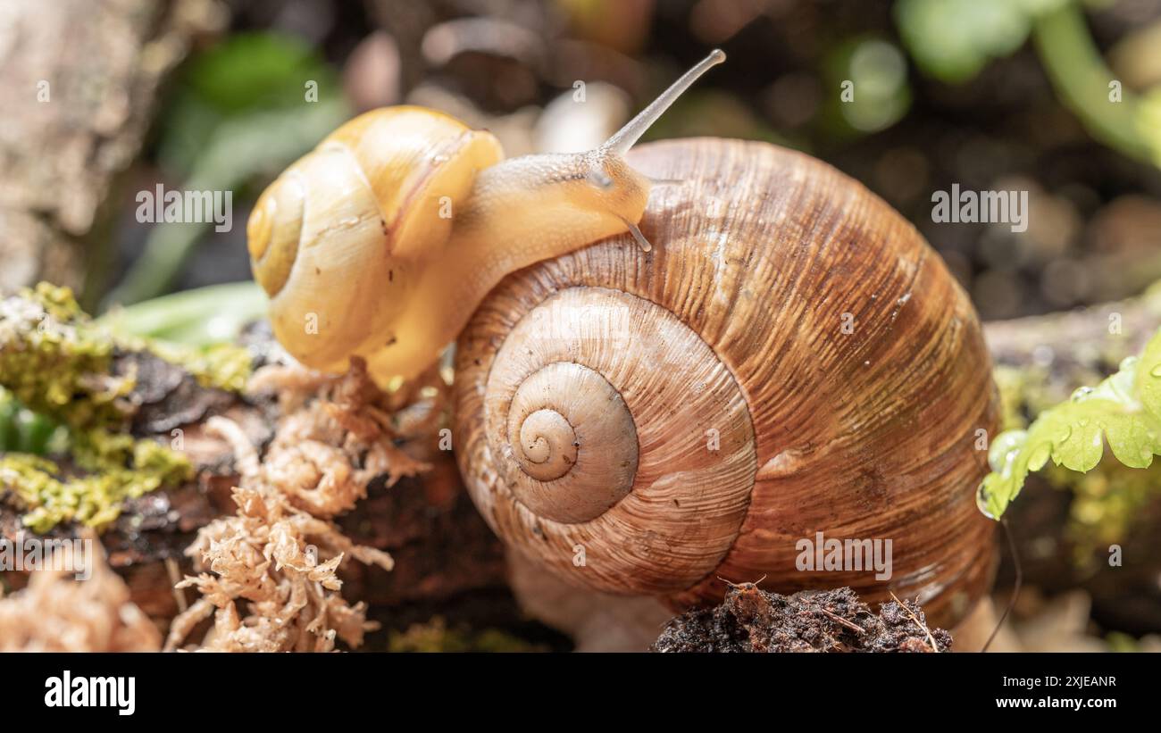 Begegnung in der Welt der römischen Schnecken: Harmonie des Lebens im Mikrokosmos. Schnecken in ihrem natürlichen Lebensraum. Stockfoto