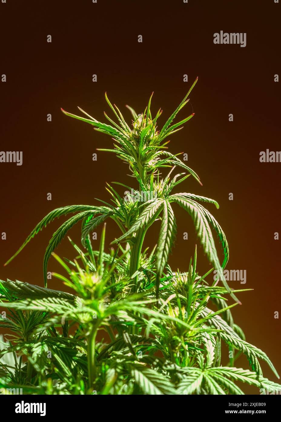 Nahaufnahme einer Cannabisblume in voller Blüte. Blühendes Marihuana. Heimischer Kräuteranbau. Medizinisches Marihuana. Makro. Stockfoto