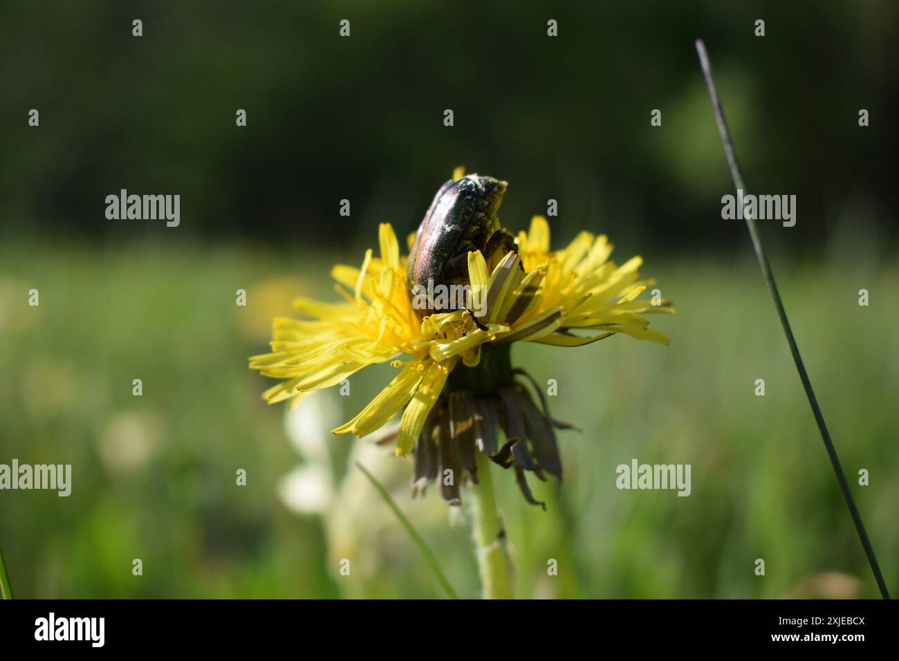 Ein Juwel unter den Blütenblättern: Ein Käfer auf einem Löwenzahn in voller Blüte Stockfoto