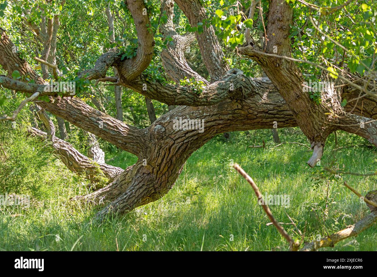 Liegender Baum, Darßer Ort, geb. a. Darß, Mecklenburg-Vorpommern, Deutschland Stockfoto