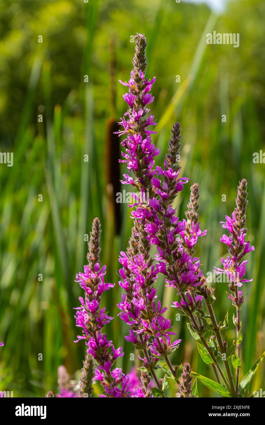 Purple Loosestrife Lythrum Salicaria Inflorescence. Blütenspitze der Pflanze in der Familie der Lythraceae, assoziiert mit feuchten Lebensräumen. Stockfoto