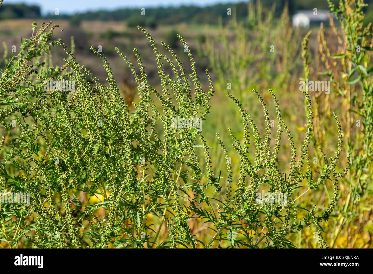 Ambrosia trifida, der Riesenragweed, ist eine blühende Pflanzenart aus der Familie der Asteraceae. Stockfoto