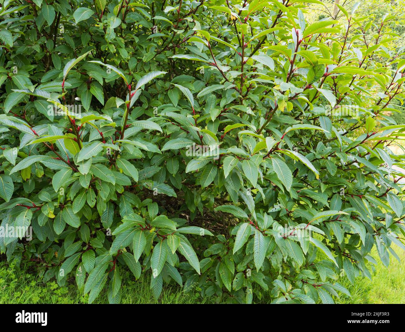 Großblättriges dekoratives Laubwerk des harten Laubstrauchs, Salix fargesii, Farges Weide Stockfoto
