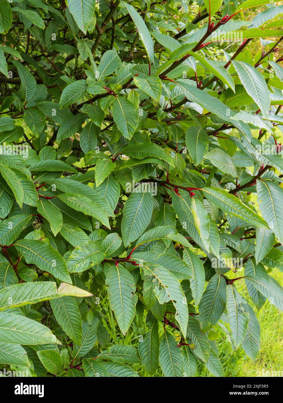 Großblättriges dekoratives Laubwerk des harten Laubstrauchs, Salix fargesii, Farges Weide Stockfoto