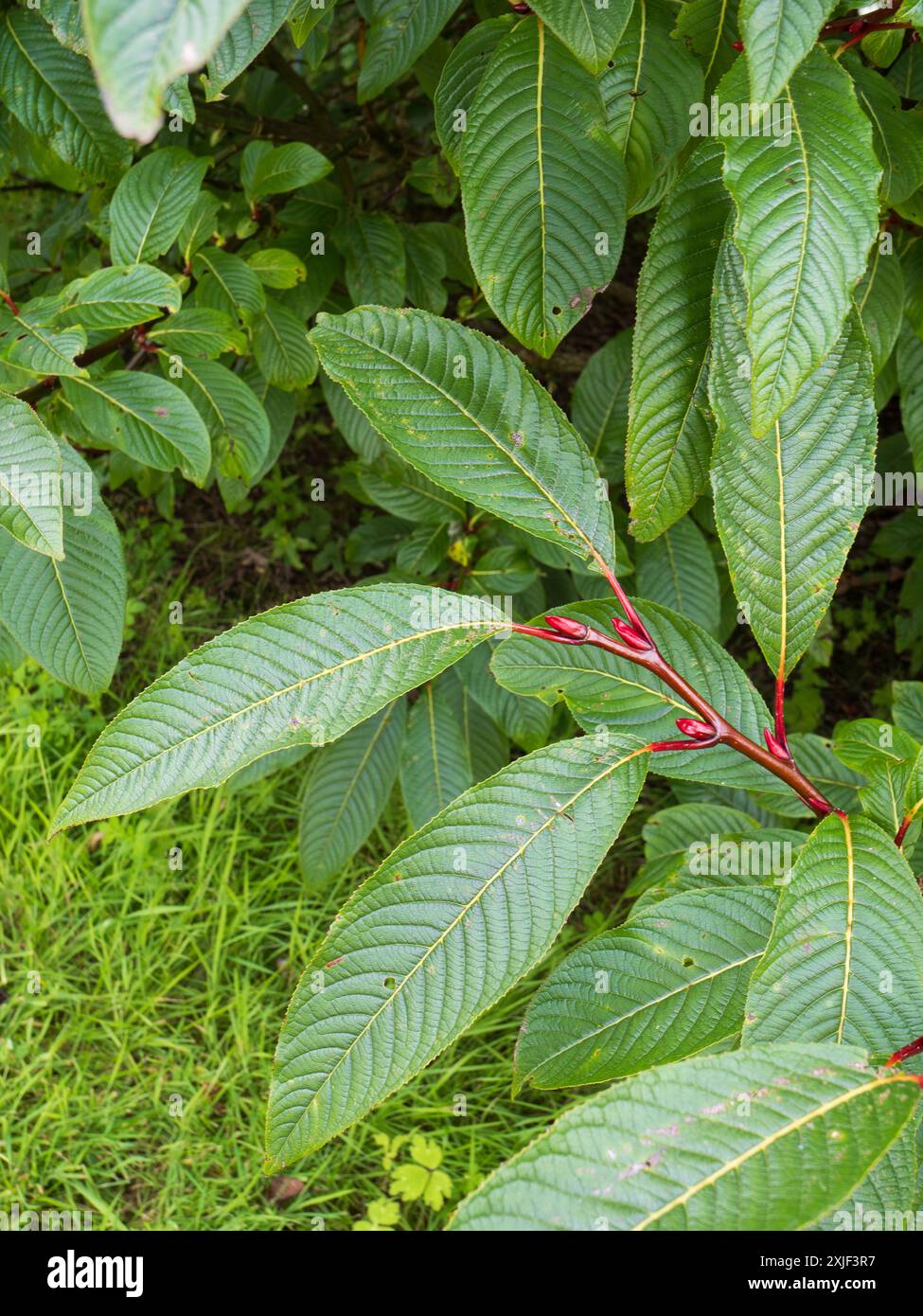 Großblättriges dekoratives Laubwerk des harten Laubstrauchs, Salix fargesii, Farges Weide Stockfoto
