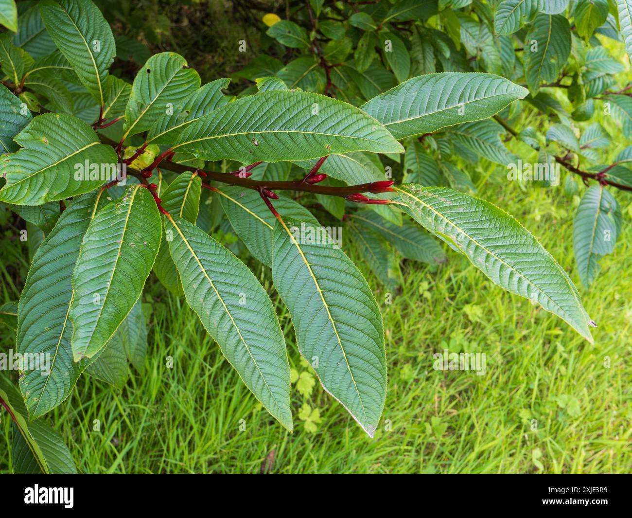 Großblättriges dekoratives Laubwerk des harten Laubstrauchs, Salix fargesii, Farges Weide Stockfoto