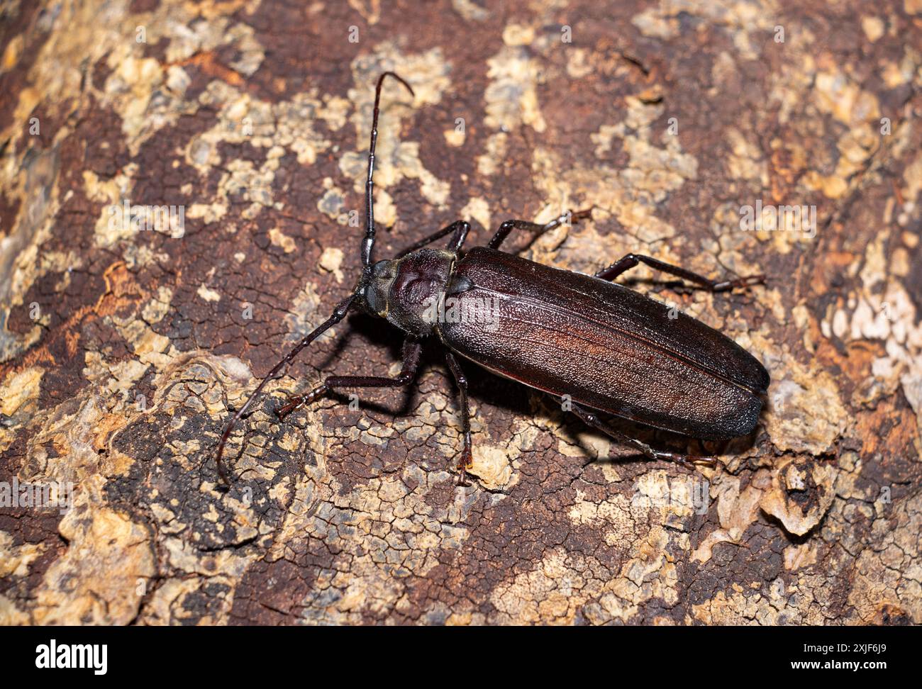 Ein großer Käfer der große braune Longhorn wird oft in der Nacht von Lichtern angezogen. Die Legeeier gelangweilt in weiche Holzbäume wie Akazien. Ihre riesigen Larven Stockfoto