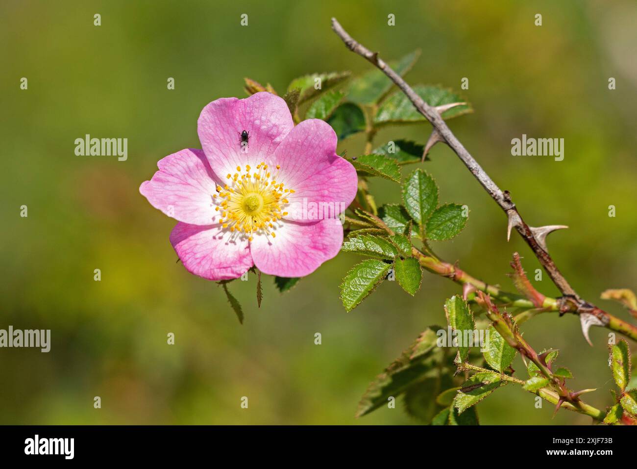 Dickicht Hunderose (Rosa corymbifera), Blume, rosa, Wanderweg, darßer Ort, geboren a. Darß, Mecklenburg-Vorpommern, Deutschland Stockfoto