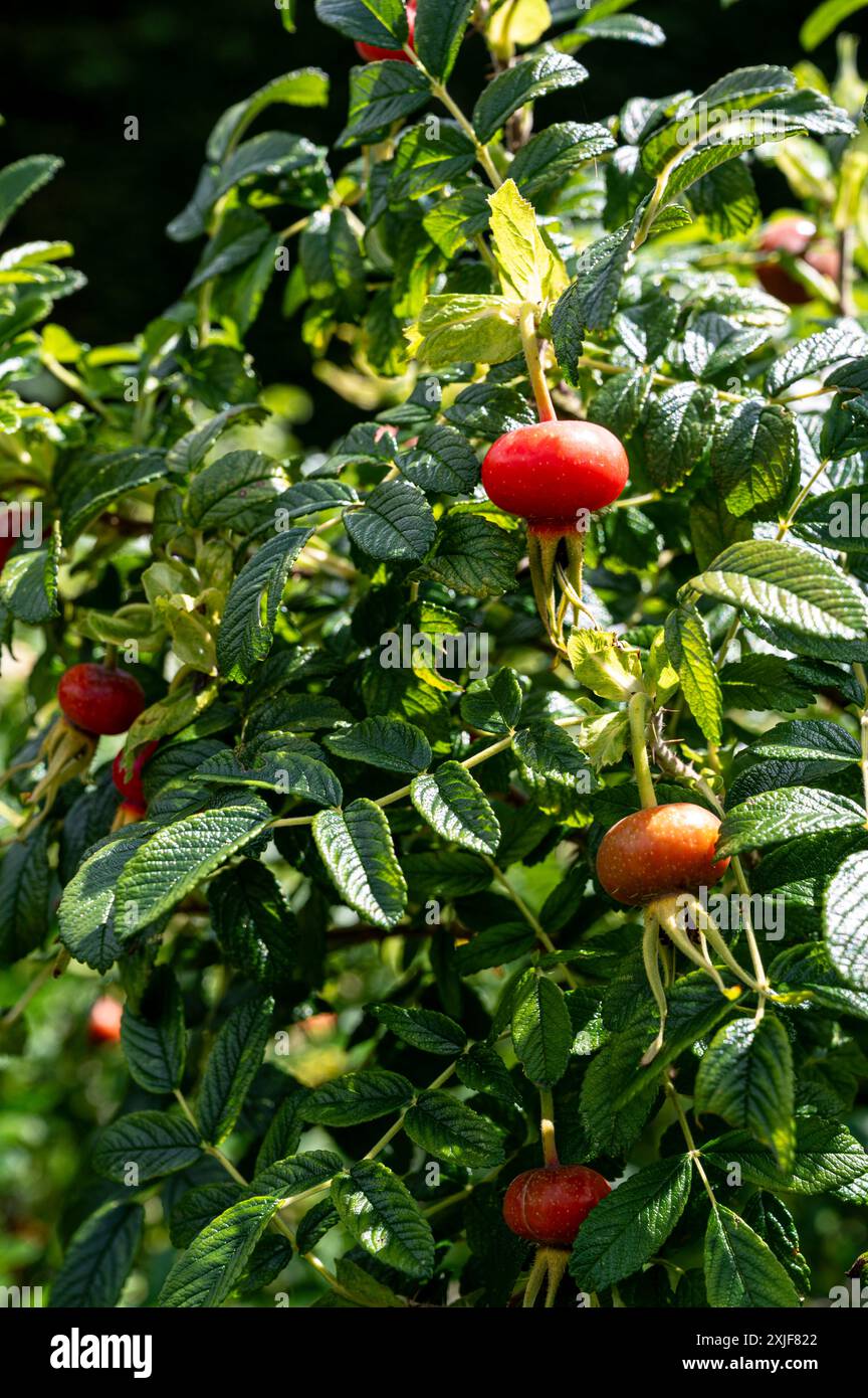 Rosa Rugosa, weiße Faltenrose, Ramanas-Rose, Rosaceae. Rote Hagebutten im Hochsommer. Stockfoto