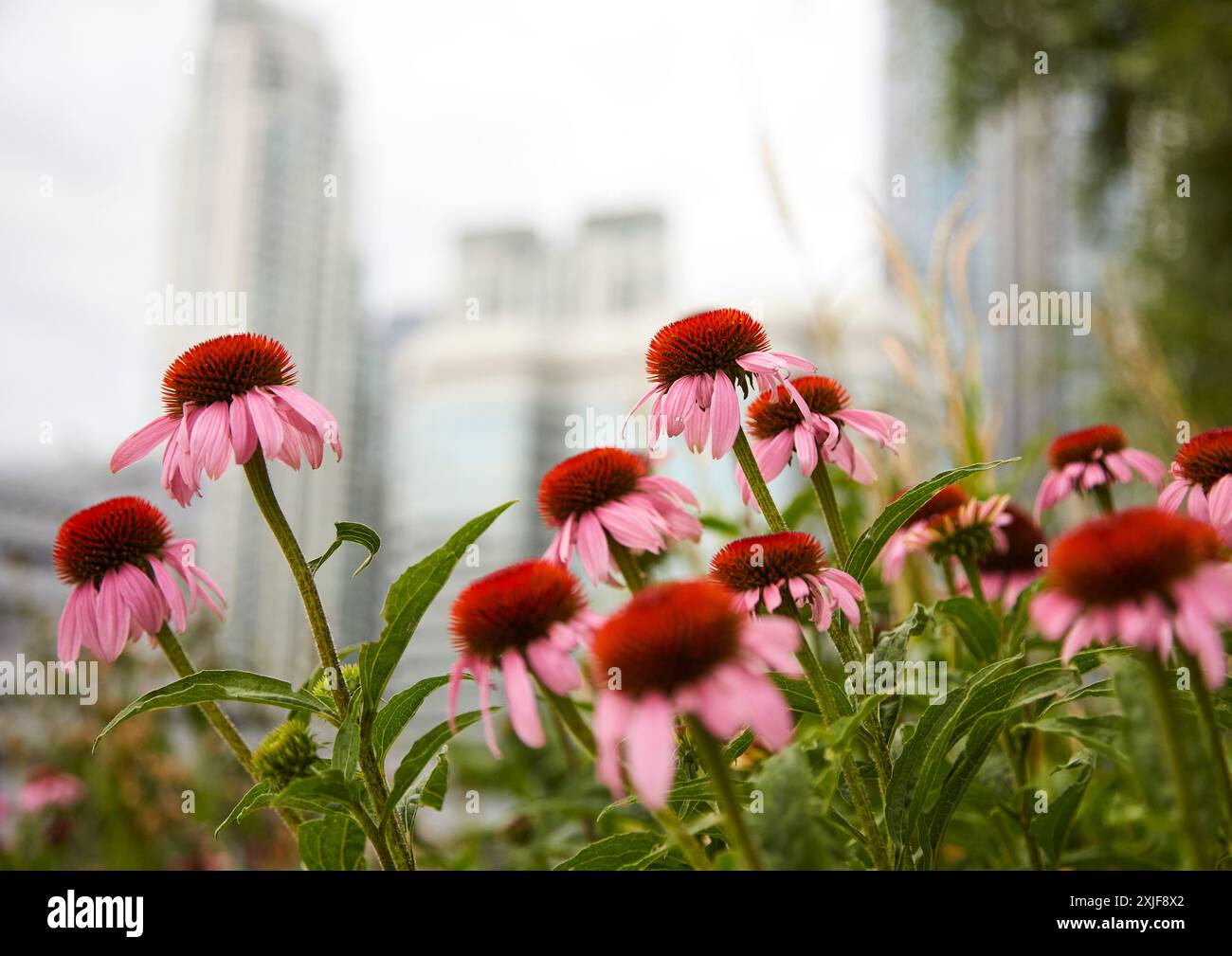 Stadtlandschaft mit Equinacea Stockfoto