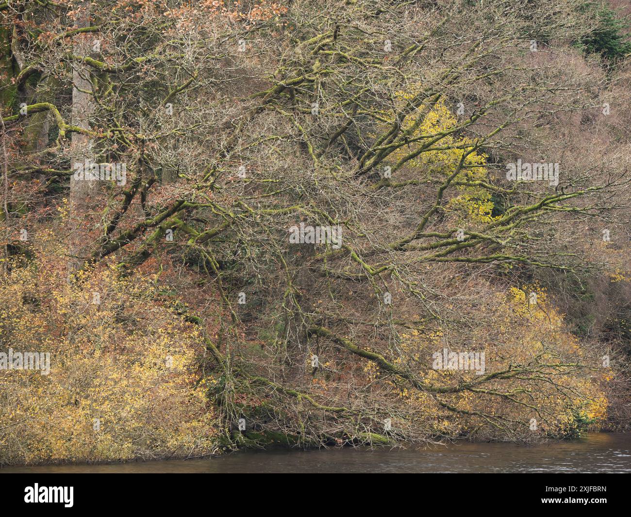 Rund um den Lake Vyrnwy im Herbst, Powys, Mid Wales, Großbritannien Stockfoto