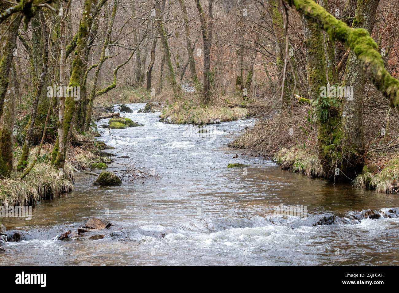 Der Fluss Gioune, der im Winter durch den Wald fließt, Creuse, Frankreich. Stockfoto