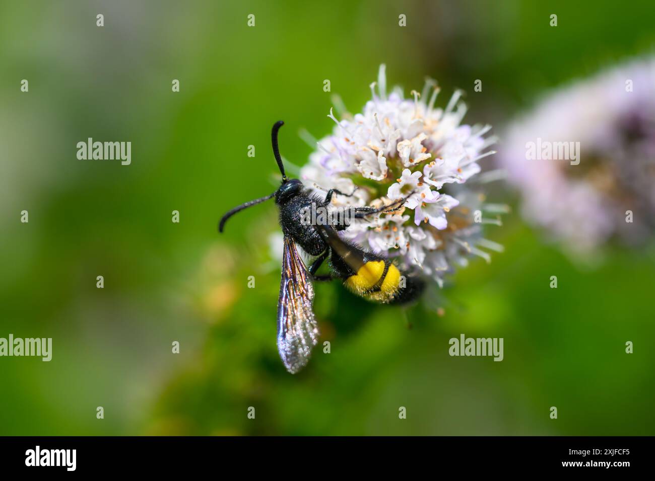 Haarige Scoliid Wasp, Scolia hirta Makroaufnahme Stockfoto