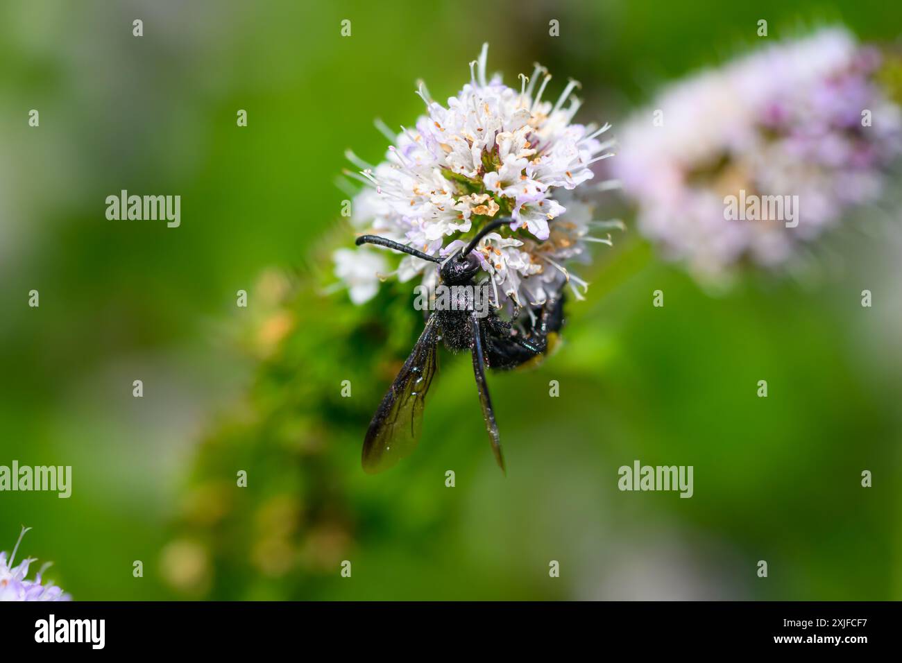 Haarige Scoliid Wasp, Scolia hirta Makroaufnahme Stockfoto