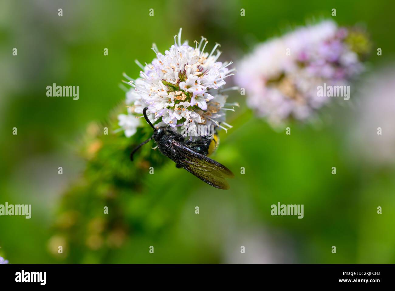 Haarige Scoliid Wasp, Scolia hirta Makroaufnahme Stockfoto