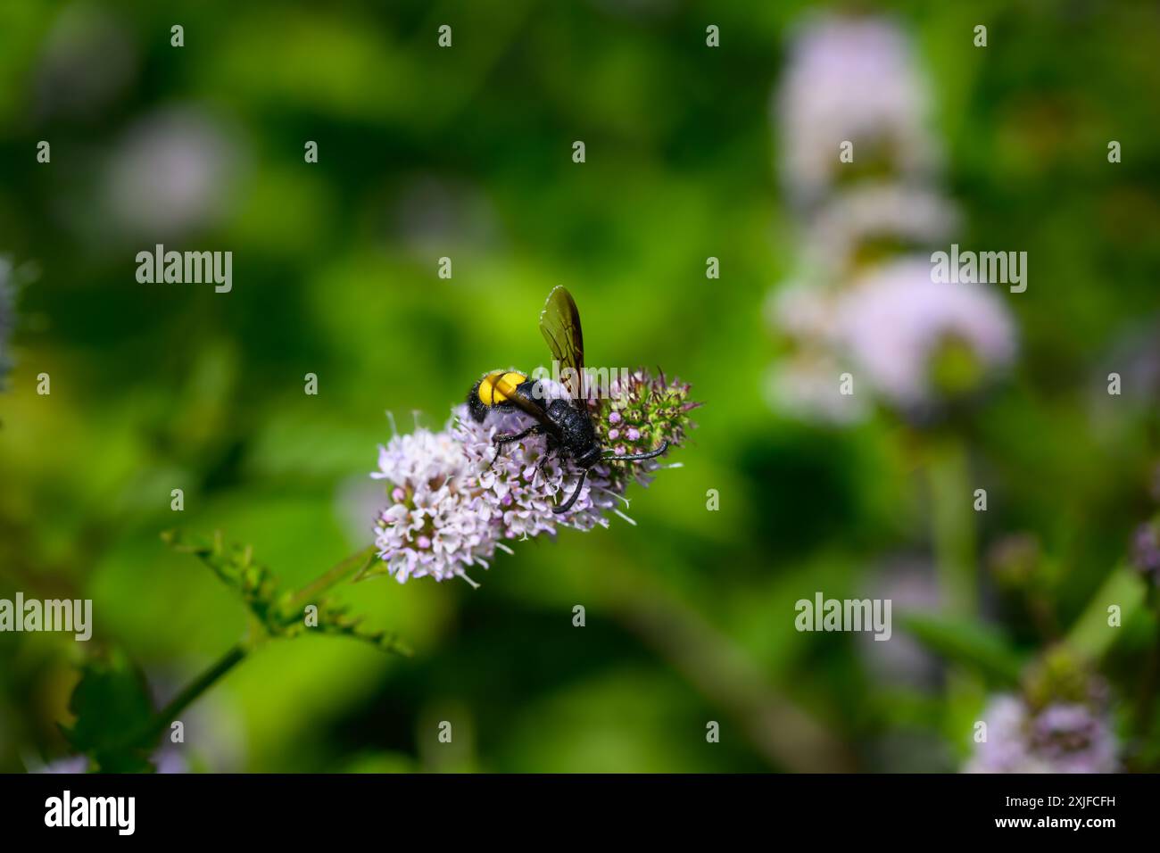 Haarige Scoliid Wasp, Scolia hirta Makroaufnahme Stockfoto