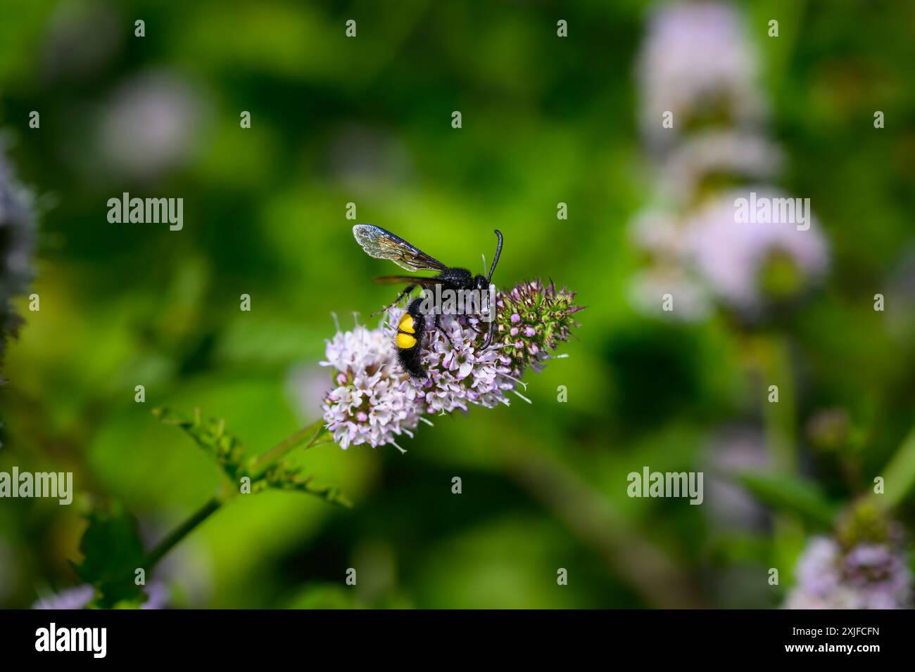 Haarige Scoliid Wasp, Scolia hirta Makroaufnahme Stockfoto
