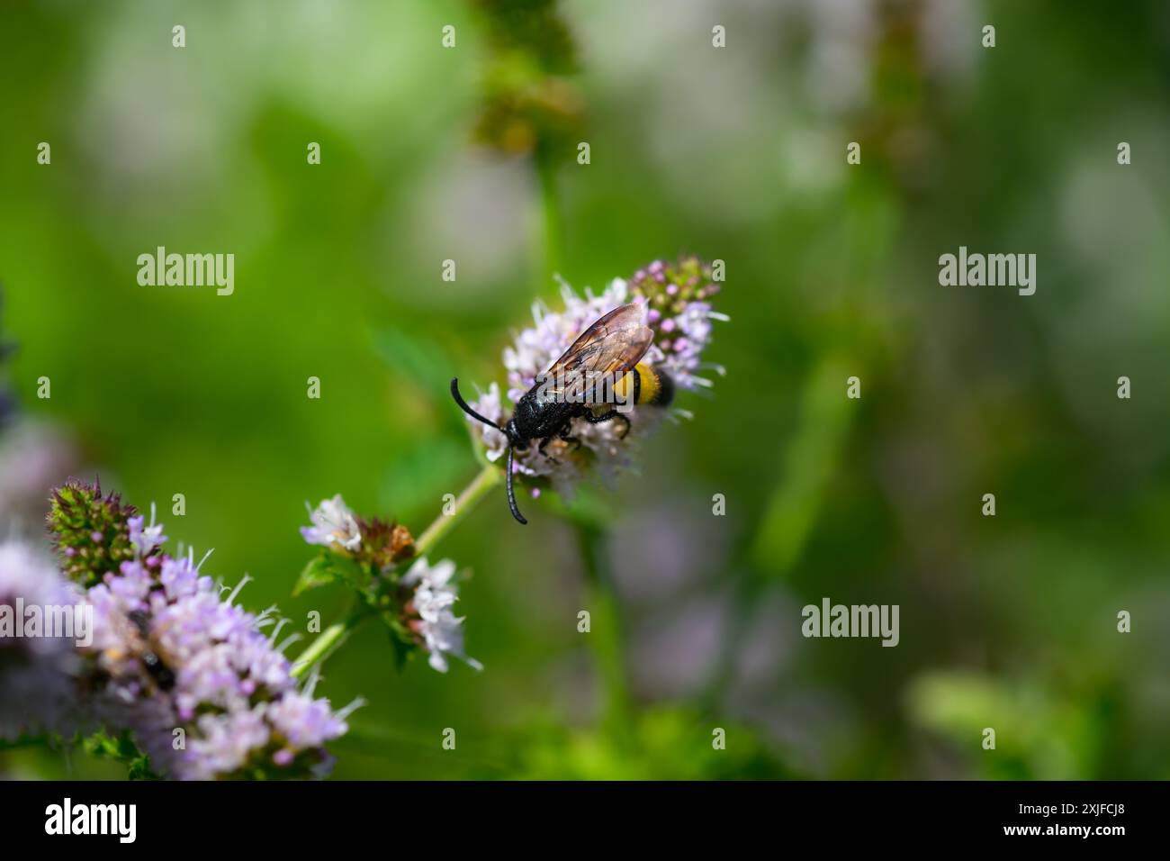 Haarige Scoliid Wasp, Scolia hirta Makroaufnahme Stockfoto