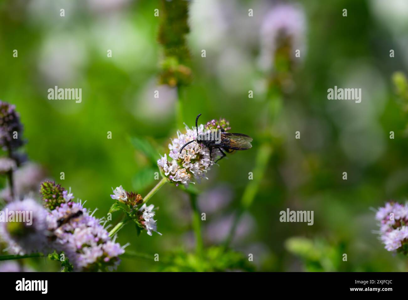 Haarige Scoliid Wasp, Scolia hirta Makroaufnahme Stockfoto