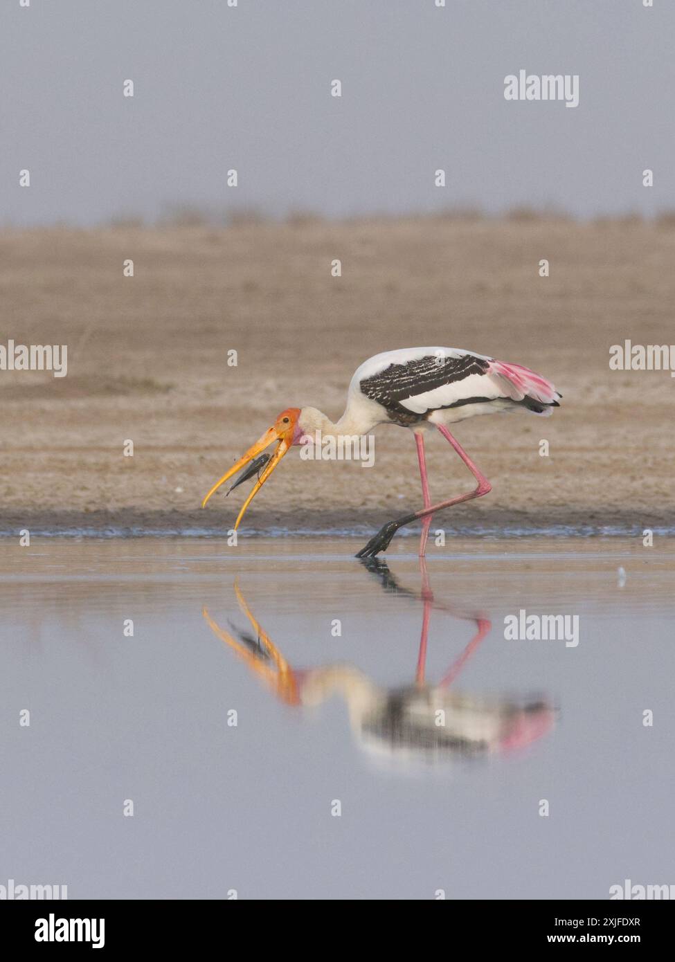 Painted Stork (Mycteria leucocephala) Stockfoto