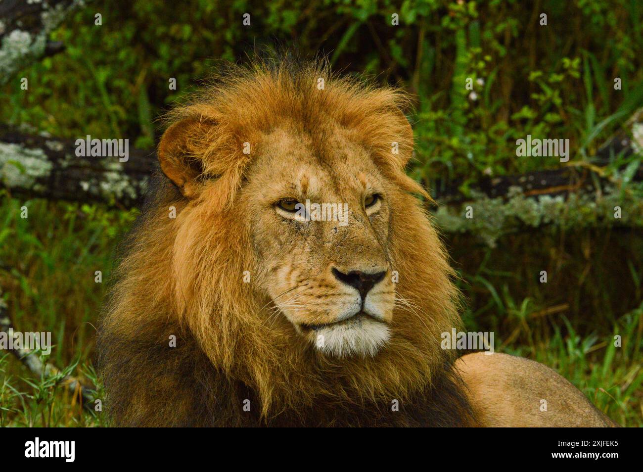 Afrikanische Löwen Stockfoto