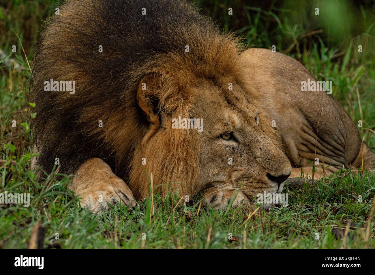 Afrikanische Löwen Stockfoto