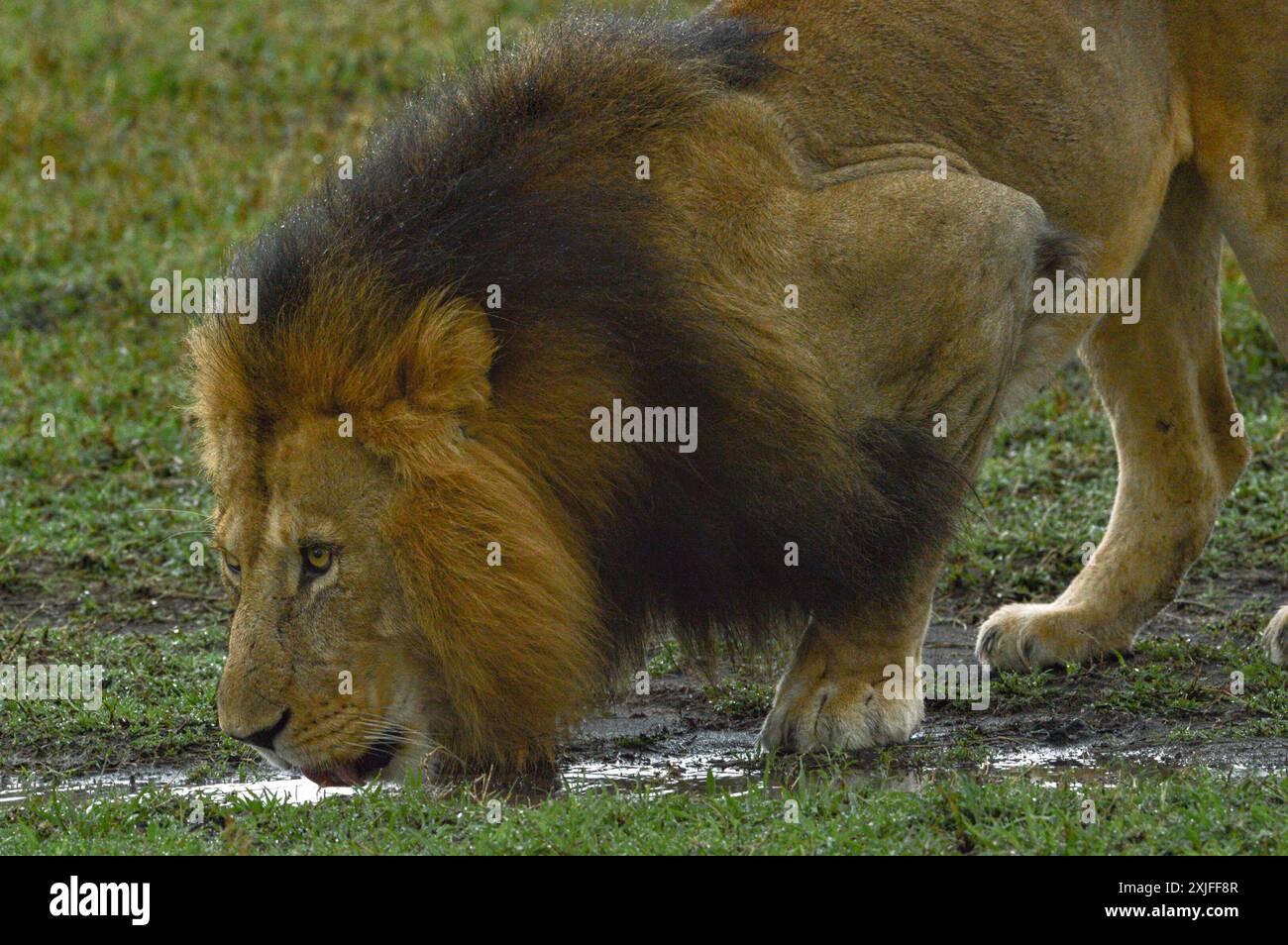 Afrikanische Löwen Stockfoto