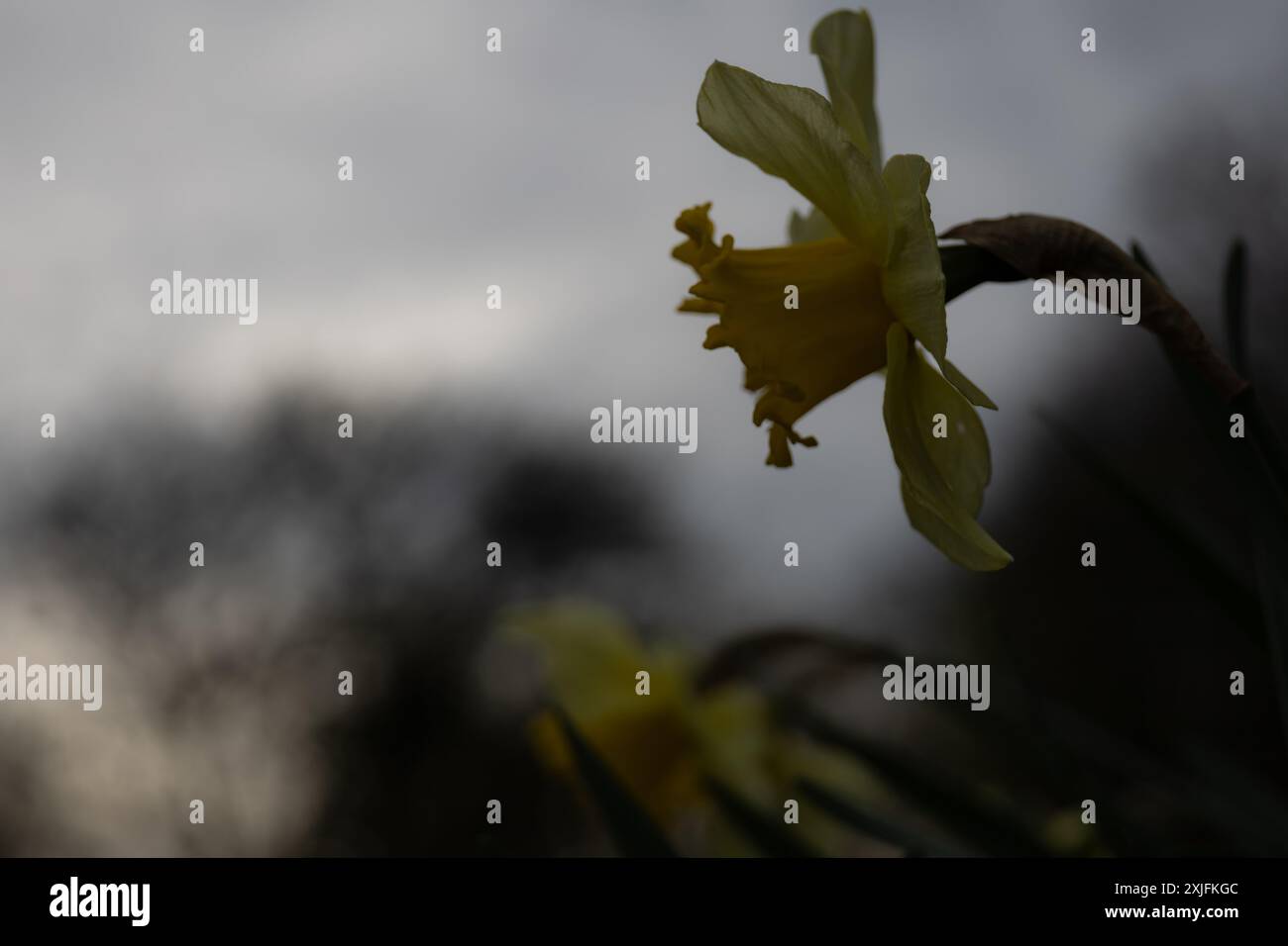 Narzisse Stockfoto