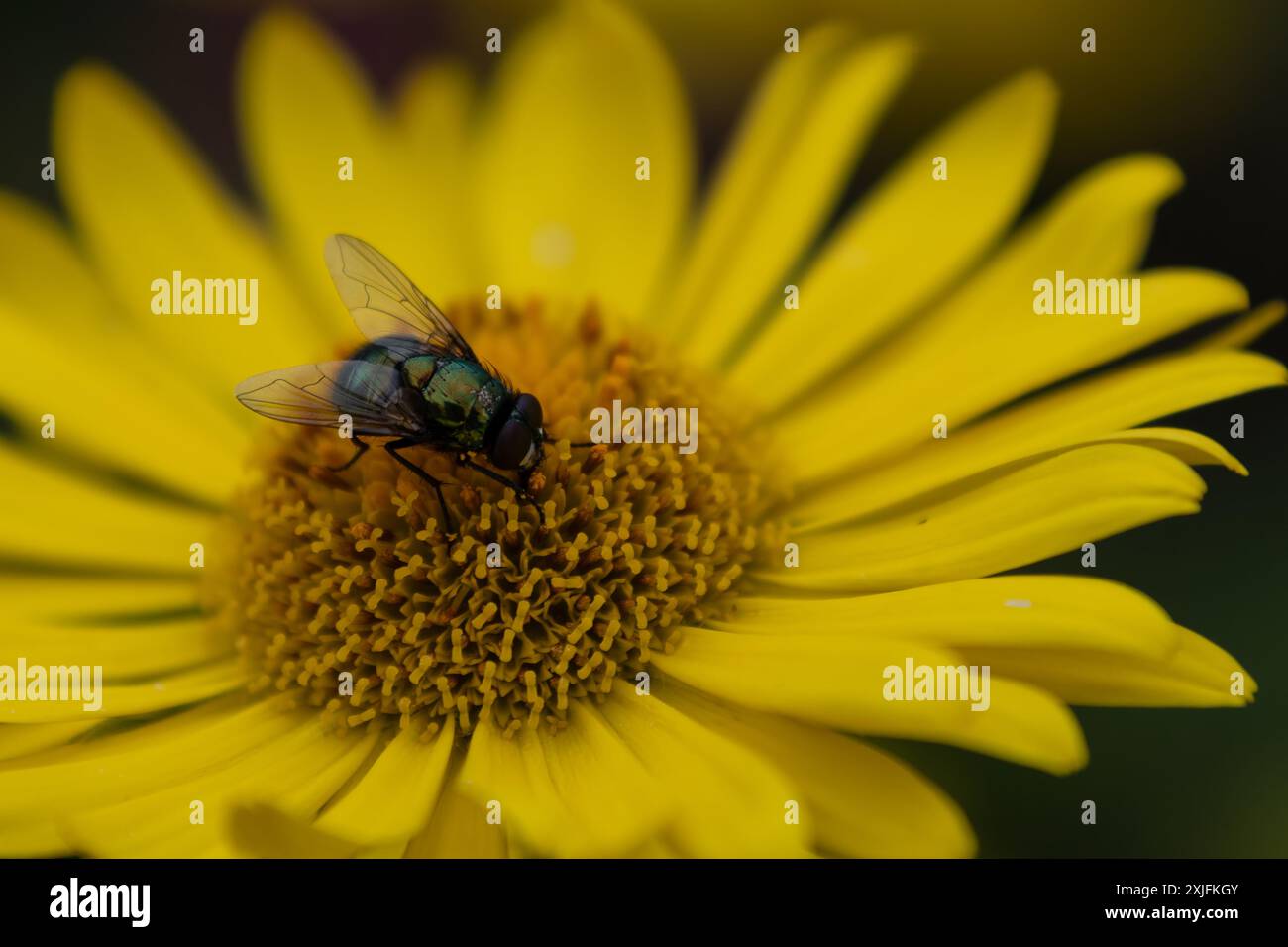 Eine grüne Flasche fliegt auf einer gelben Blume Stockfoto
