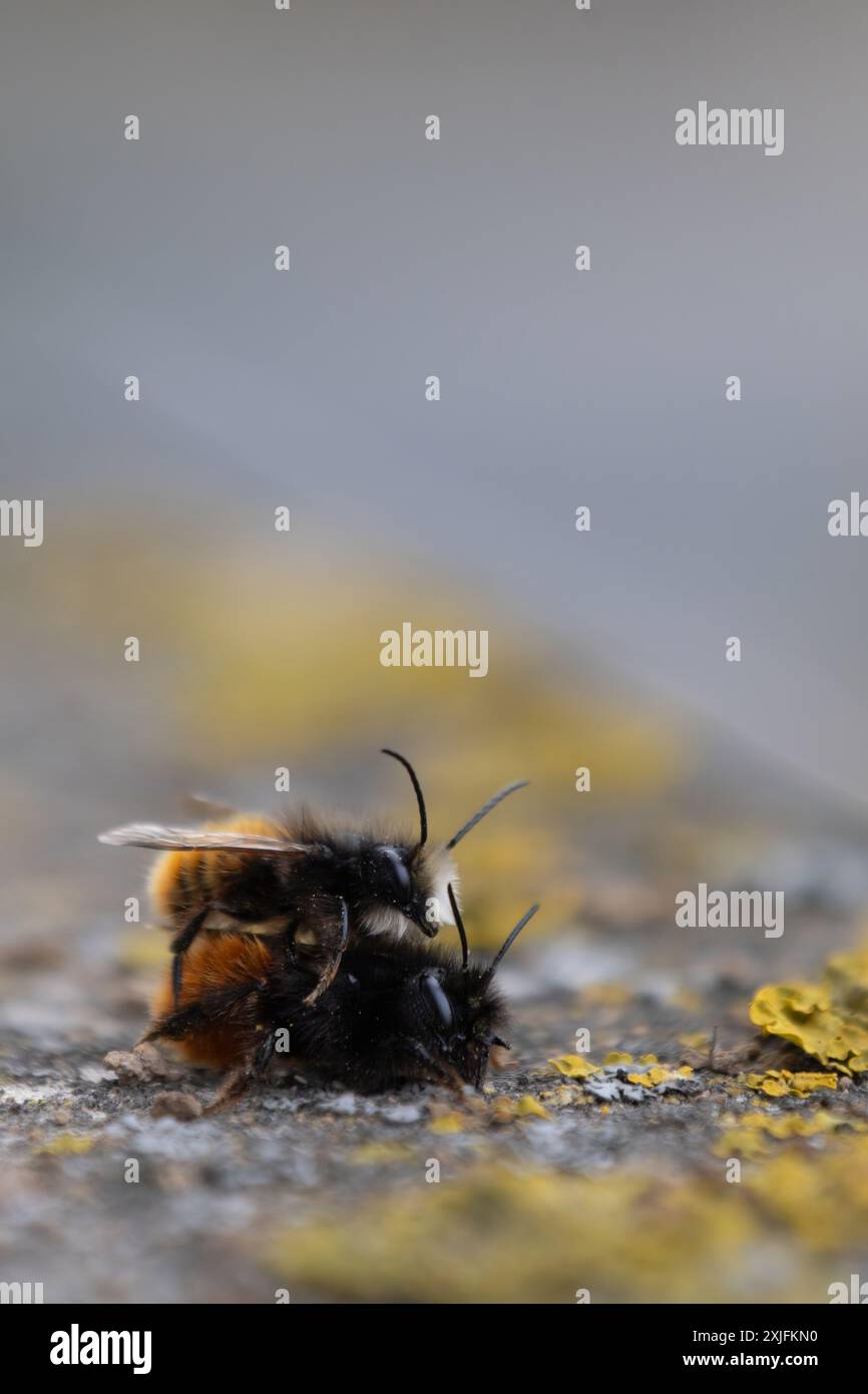 Europäische Obstbienen Stockfoto