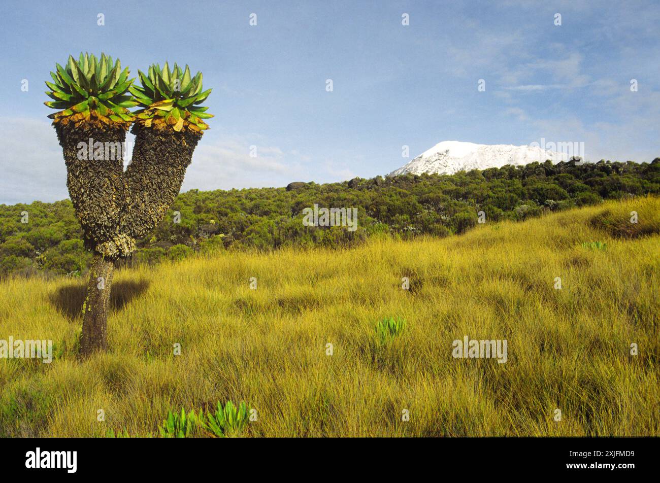 TANSANIA. KILIMANDSCHARO. RIESE SENECON (DENDROSENECIO KILIMANJARI) WÄCHST ZWISCHEN 3 UND 4000 M HOCH MIT DEM UHURU PIC AUF DEM KIBO BERG. W Stockfoto