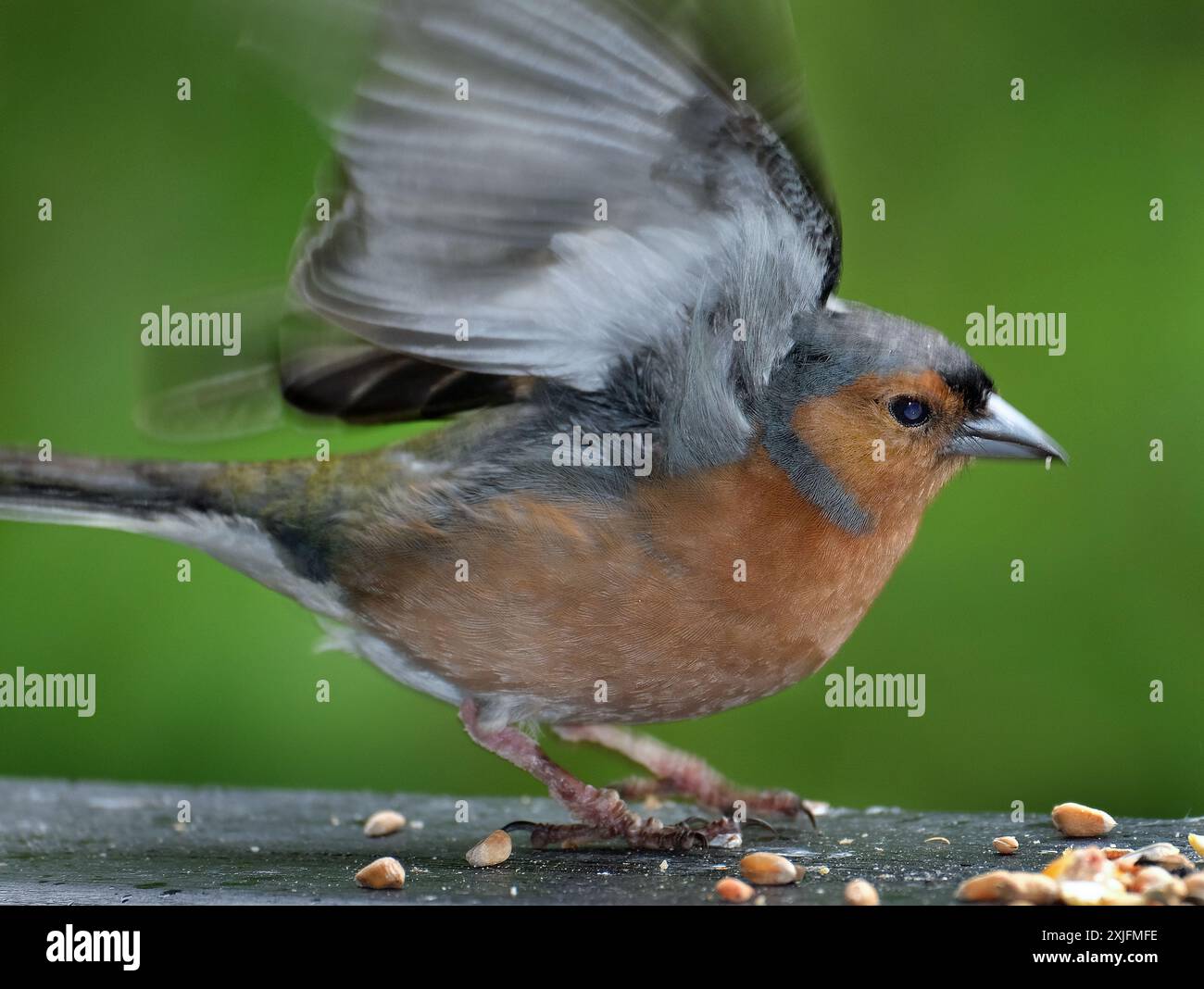 Der Eurasische Buchinch, oder einfach nur der Buchinch, ist ein weit verbreiteter kleiner Passinenvogel in der Familie der finken. Stockfoto