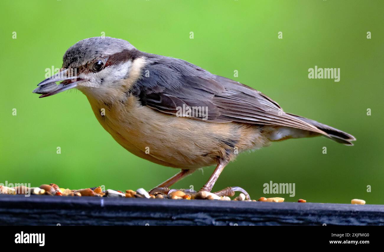 Die Nuthatschen sind eine Gattung, Sitta, von kleinen Passerinvögeln, die zur Familie Sittidae gehören. Stockfoto