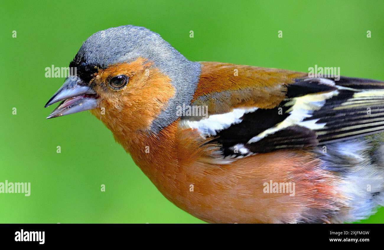 Der Eurasische Buchinch, oder einfach nur der Buchinch, ist ein weit verbreiteter kleiner Passinenvogel in der Familie der finken. Stockfoto