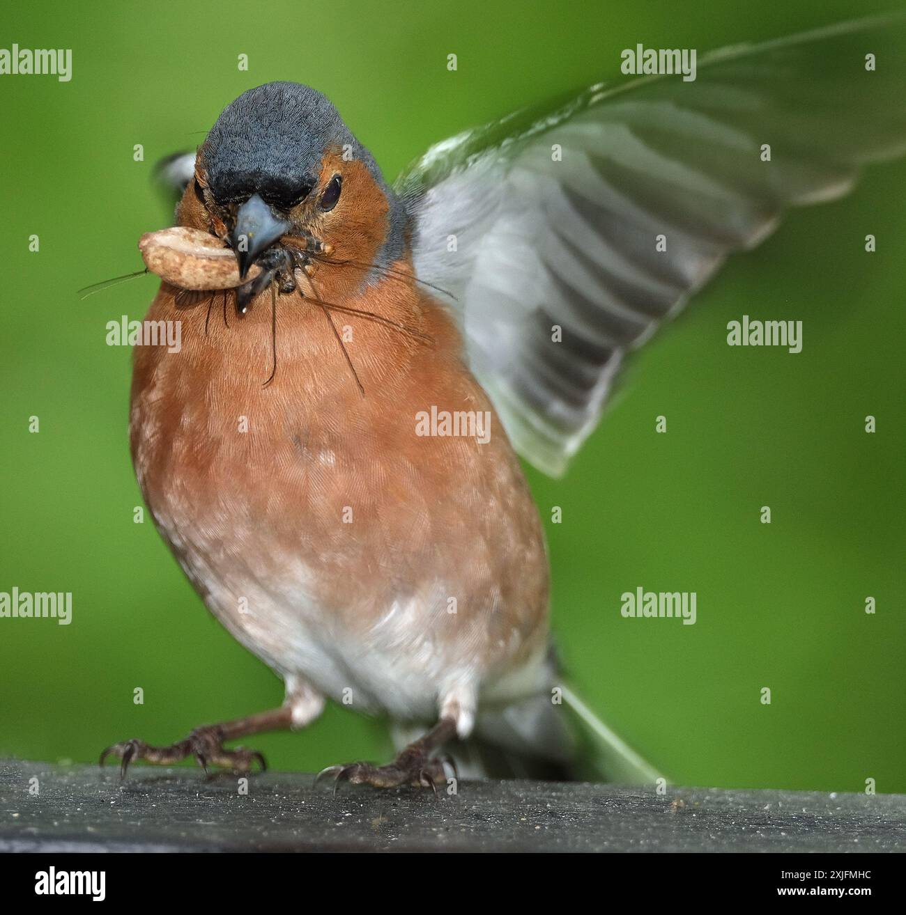 Der Eurasische Buchinch, oder einfach nur der Buchinch, ist ein weit verbreiteter kleiner Passinenvogel in der Familie der finken. Stockfoto