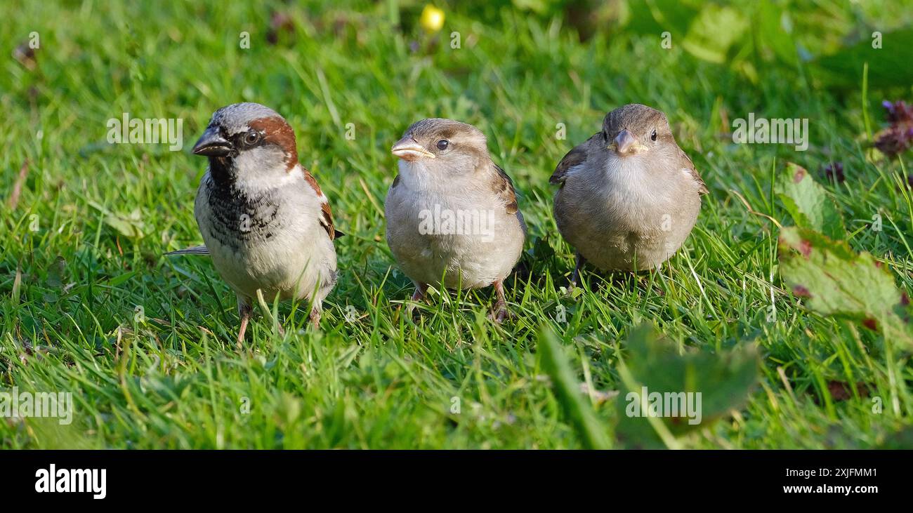 Der haussperling ist ein Vogel der SPATZ Familie Gelbhalsmaus, in den meisten Teilen der Welt gefunden. Stockfoto