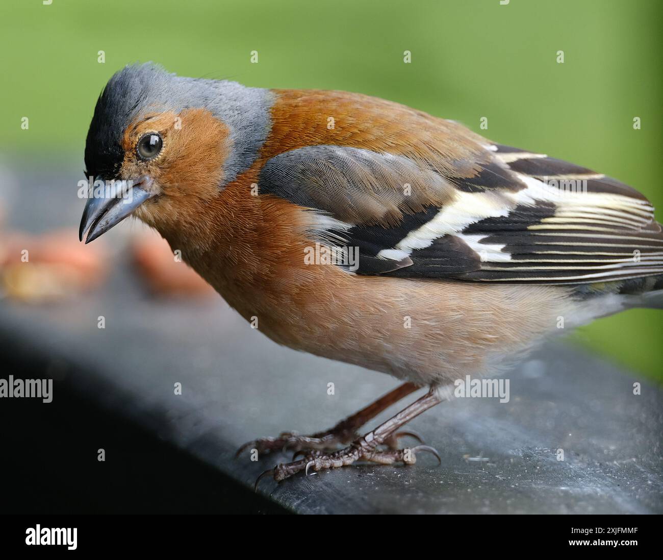 Der Eurasische Buchinch, oder einfach nur der Buchinch, ist ein weit verbreiteter kleiner Passinenvogel in der Familie der finken. Stockfoto