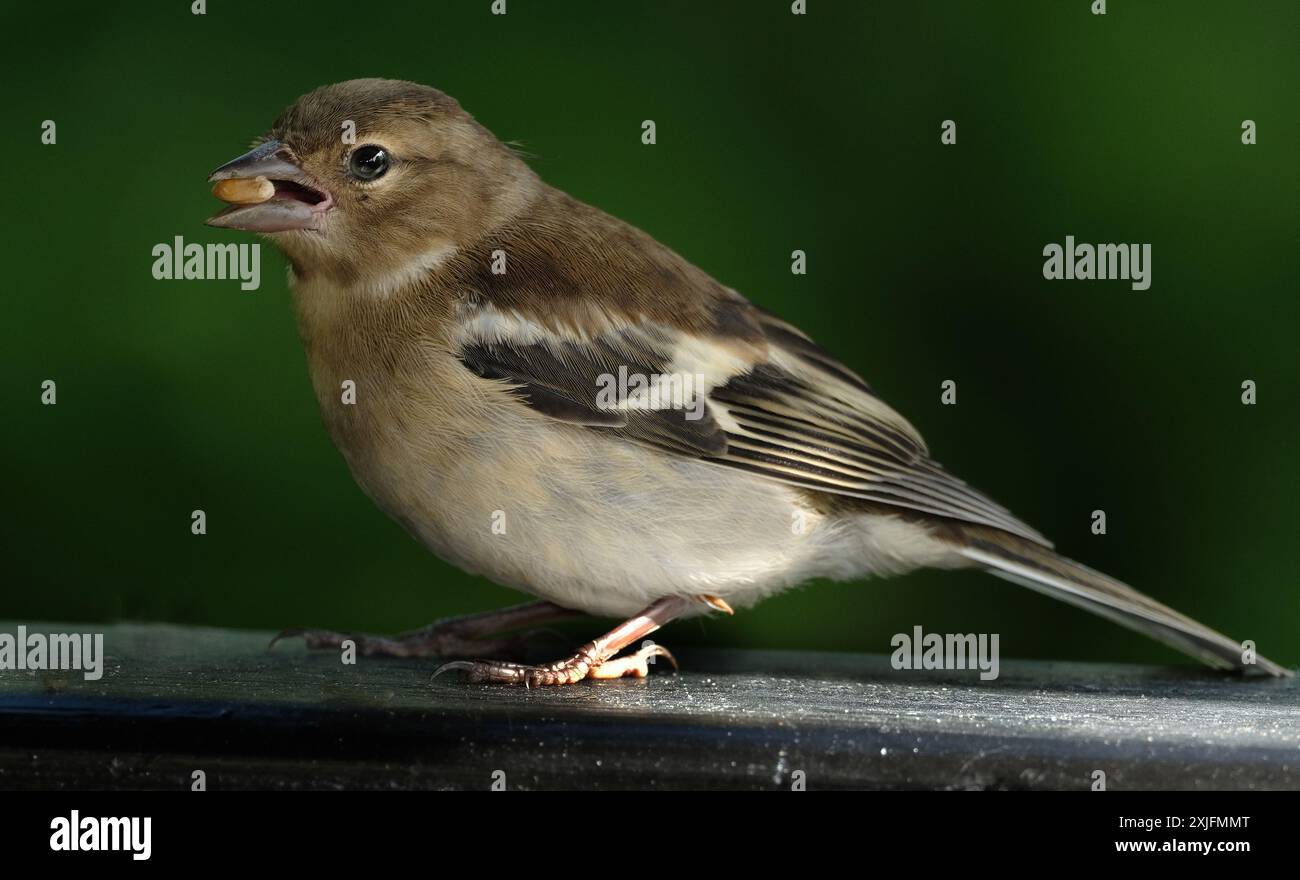 Der Eurasische Buchinch, oder einfach nur der Buchinch, ist ein weit verbreiteter kleiner Passinenvogel in der Familie der finken. Stockfoto