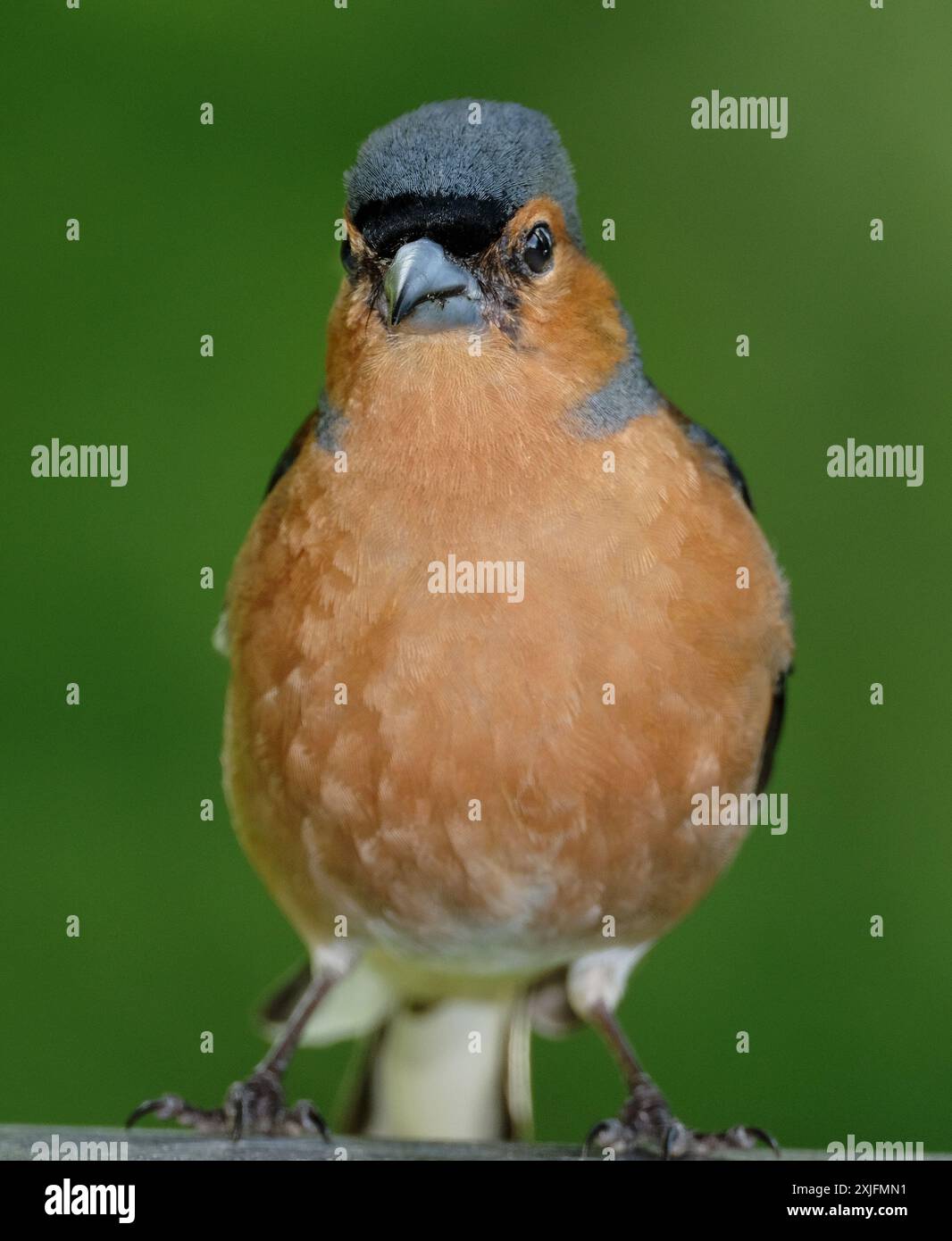 Der Eurasische Buchinch, oder einfach nur der Buchinch, ist ein weit verbreiteter kleiner Passinenvogel in der Familie der finken. Stockfoto